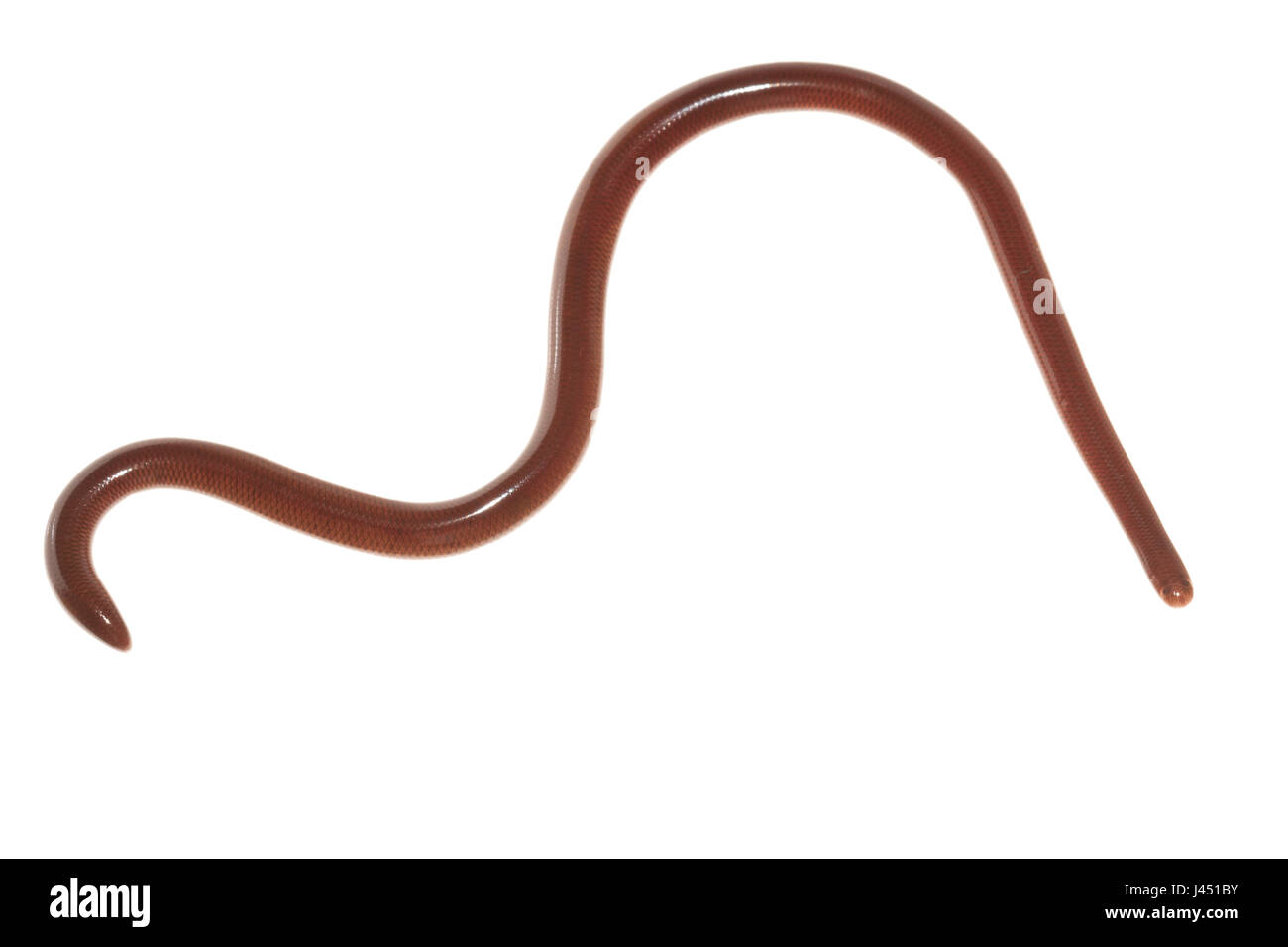 blind snake isolated against a white background Stock Photo Alamy