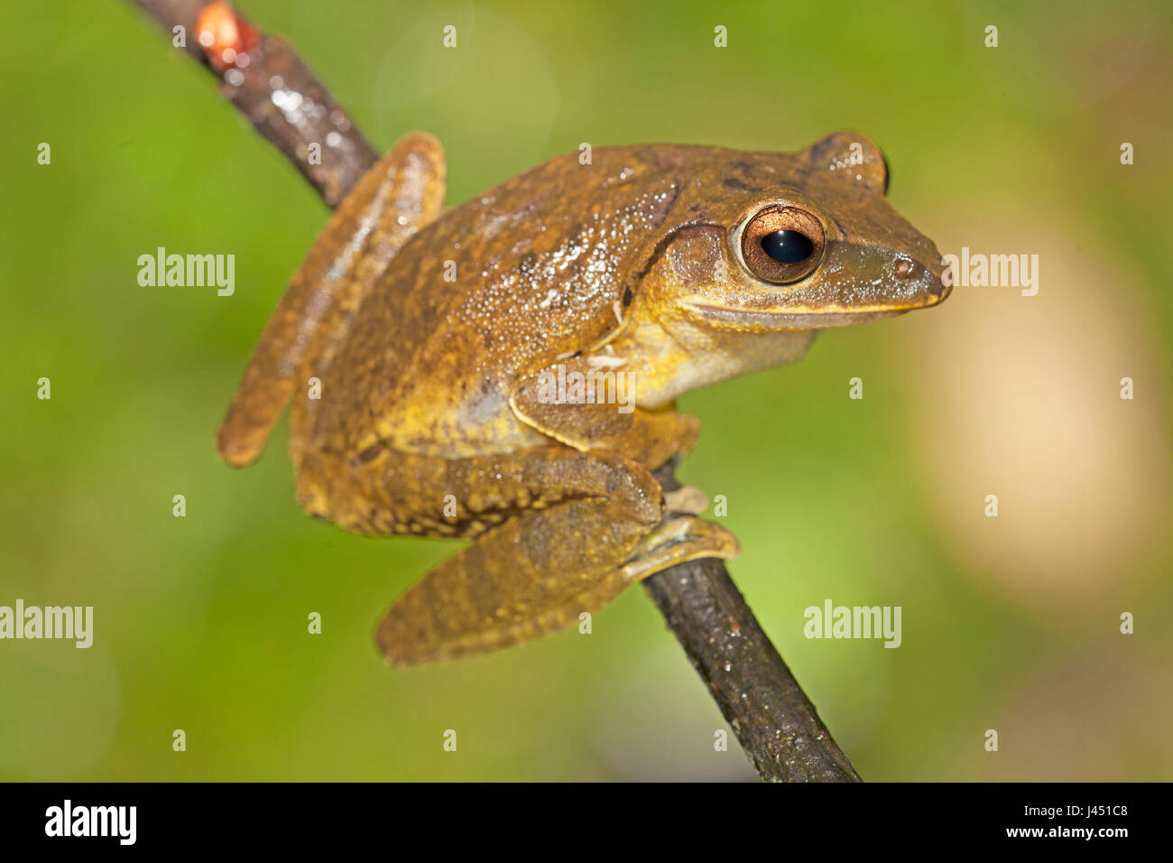 common treefrog on twig Stock Photo