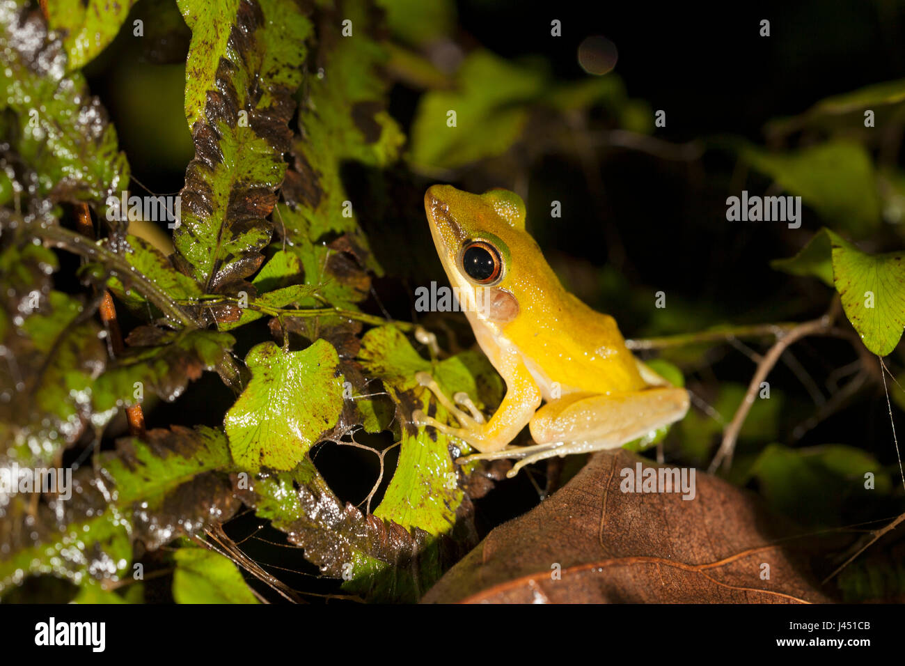 photo of a copper cheeked frog on a leaf Stock Photo