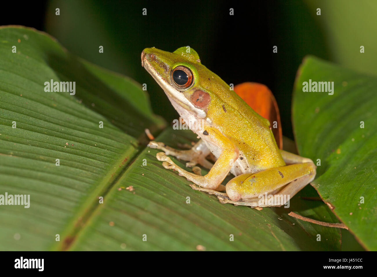photo of a copper cheeked frog on a leaf Stock Photo