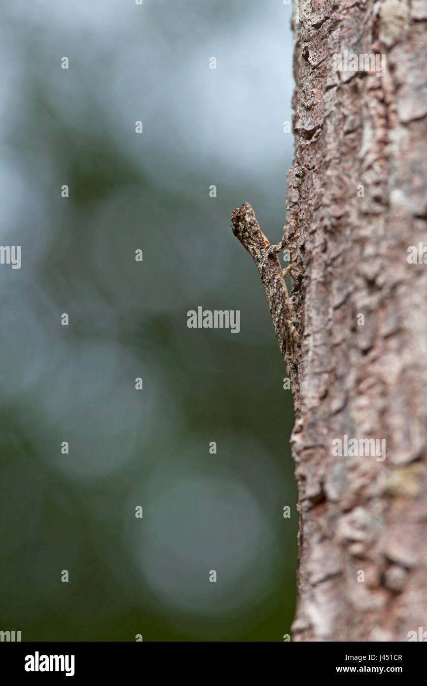 spotted flying dragon on a tree Stock Photo