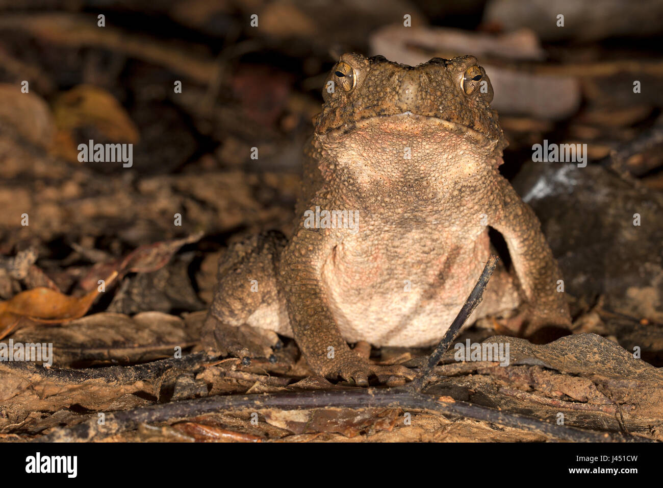 Asian giant toad on the forest floor Stock Photo