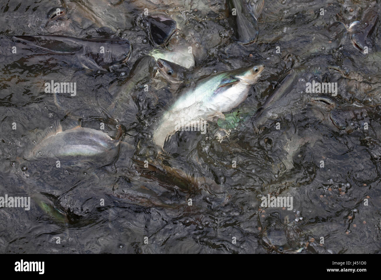 groep striped catfish fed at the surface Stock Photo