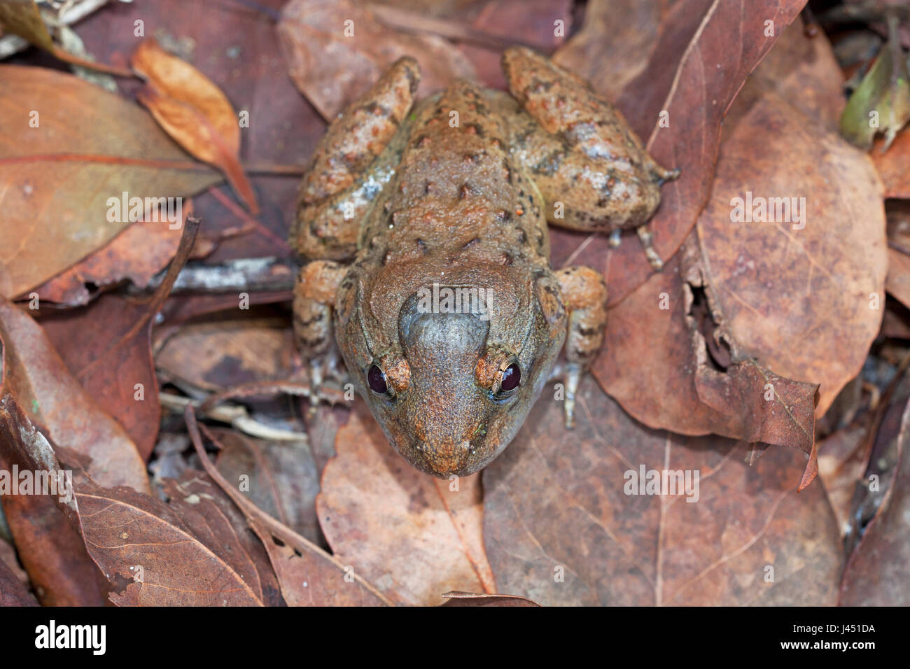 Gyldenstolpe's frog on forest floor Stock Photo