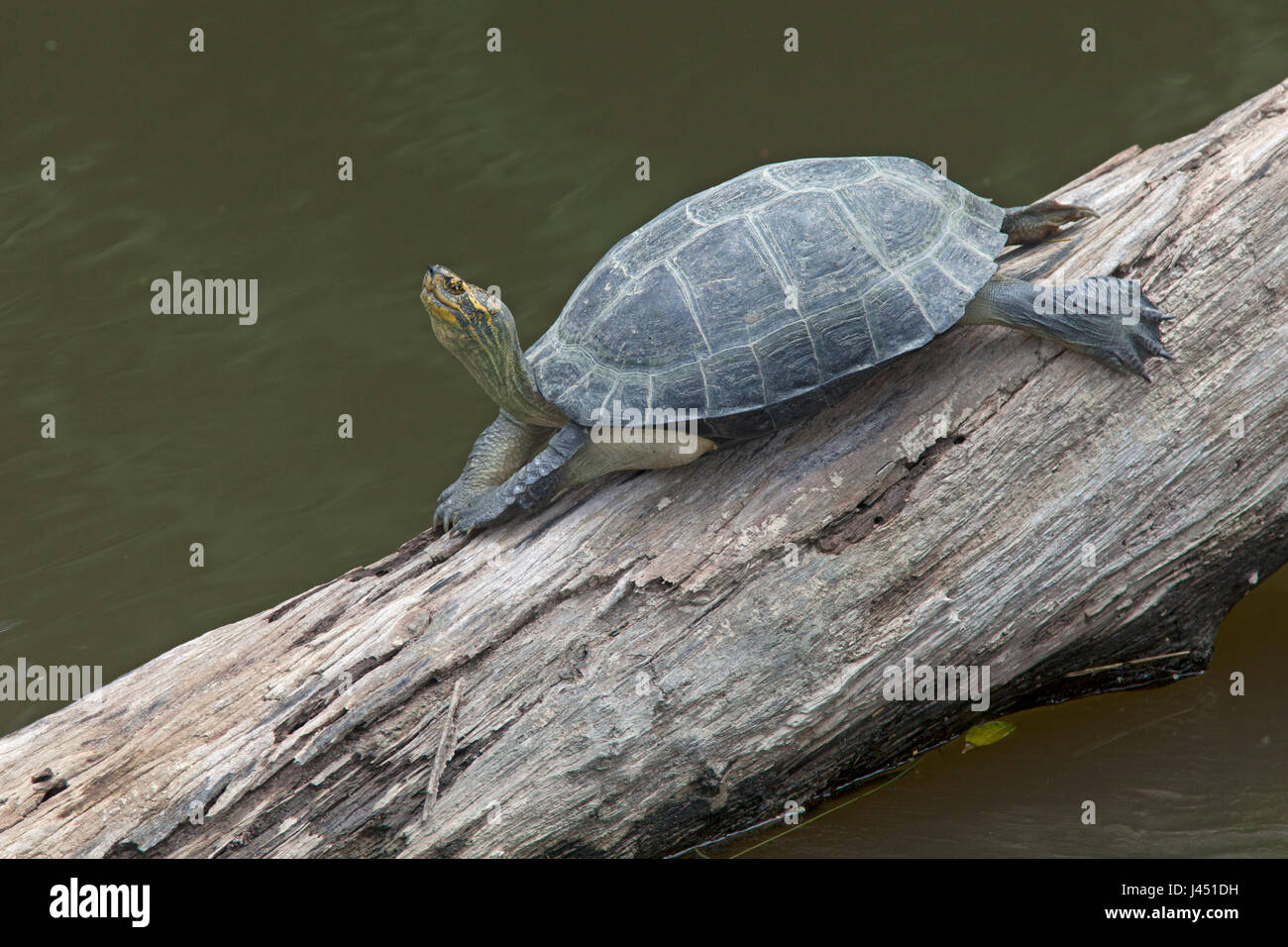 yellow-headed temple turtle basking on a tree above the water Stock Photo