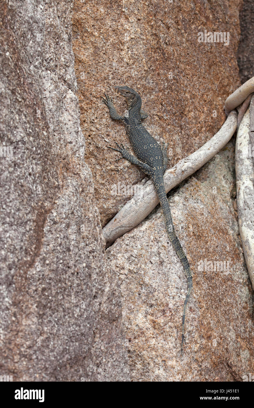 Water monitor on a rock near the shore Stock Photo