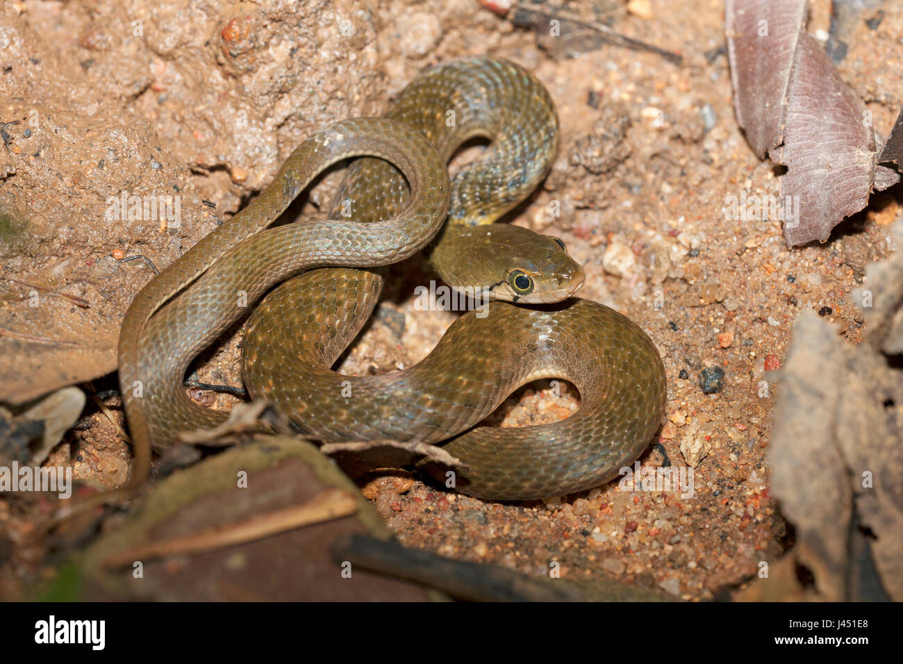 Yellow spotted keelback on the forest floor Stock Photo