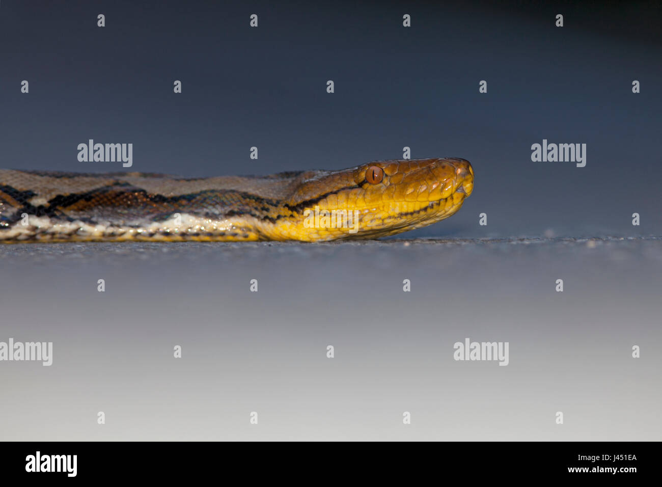 Portrait of a Reticulated python warming on the road Stock Photo