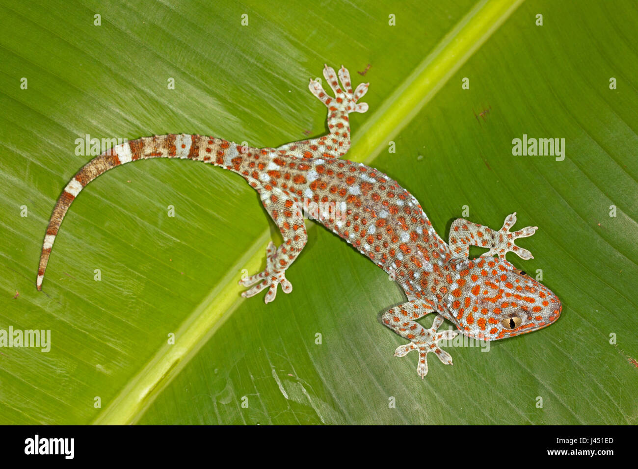 portrait of a tokeh Stock Photo - Alamy