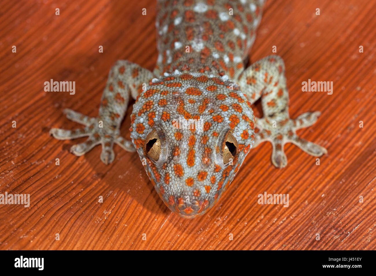 Tokeh hi-res stock photography and images - Alamy