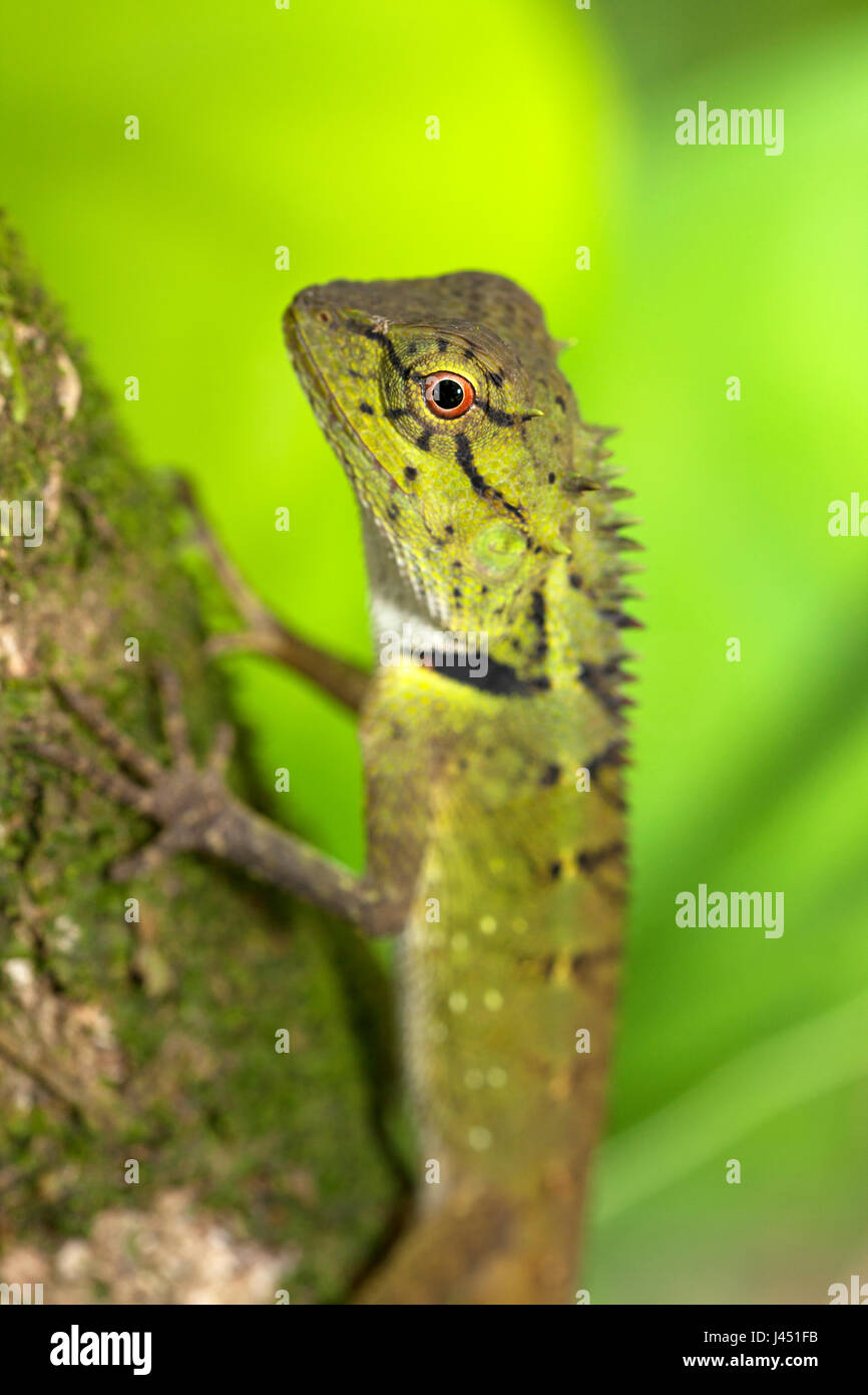 portrait of a forest crested lizard Stock Photo