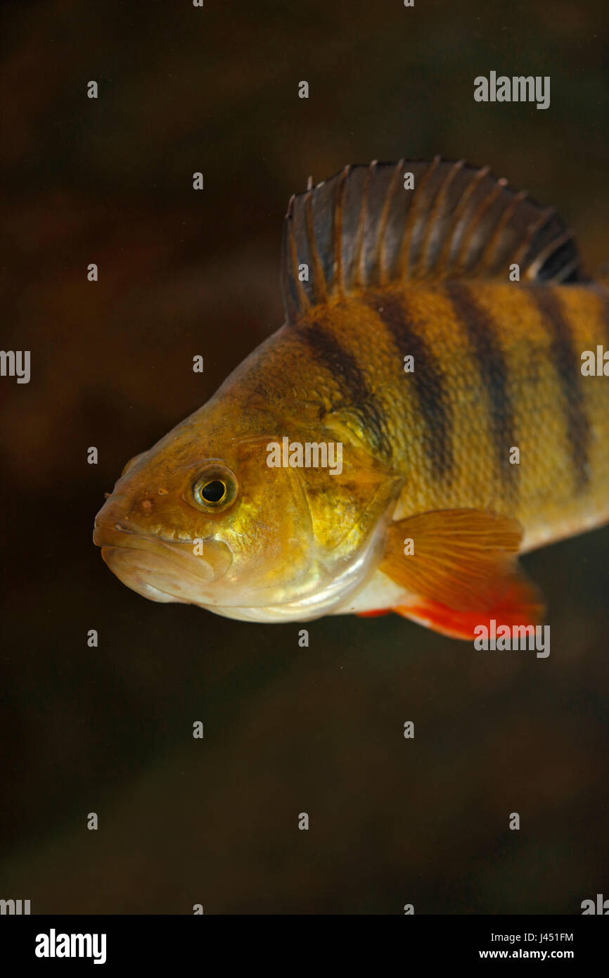 portrait of an adult perch Stock Photo