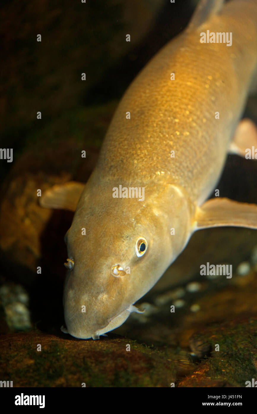 portrait of an adult barbel Stock Photo