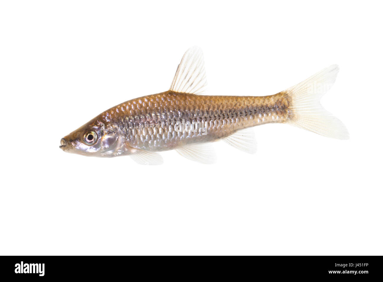 topmouth gudgeon isolated on a white background Stock Photo