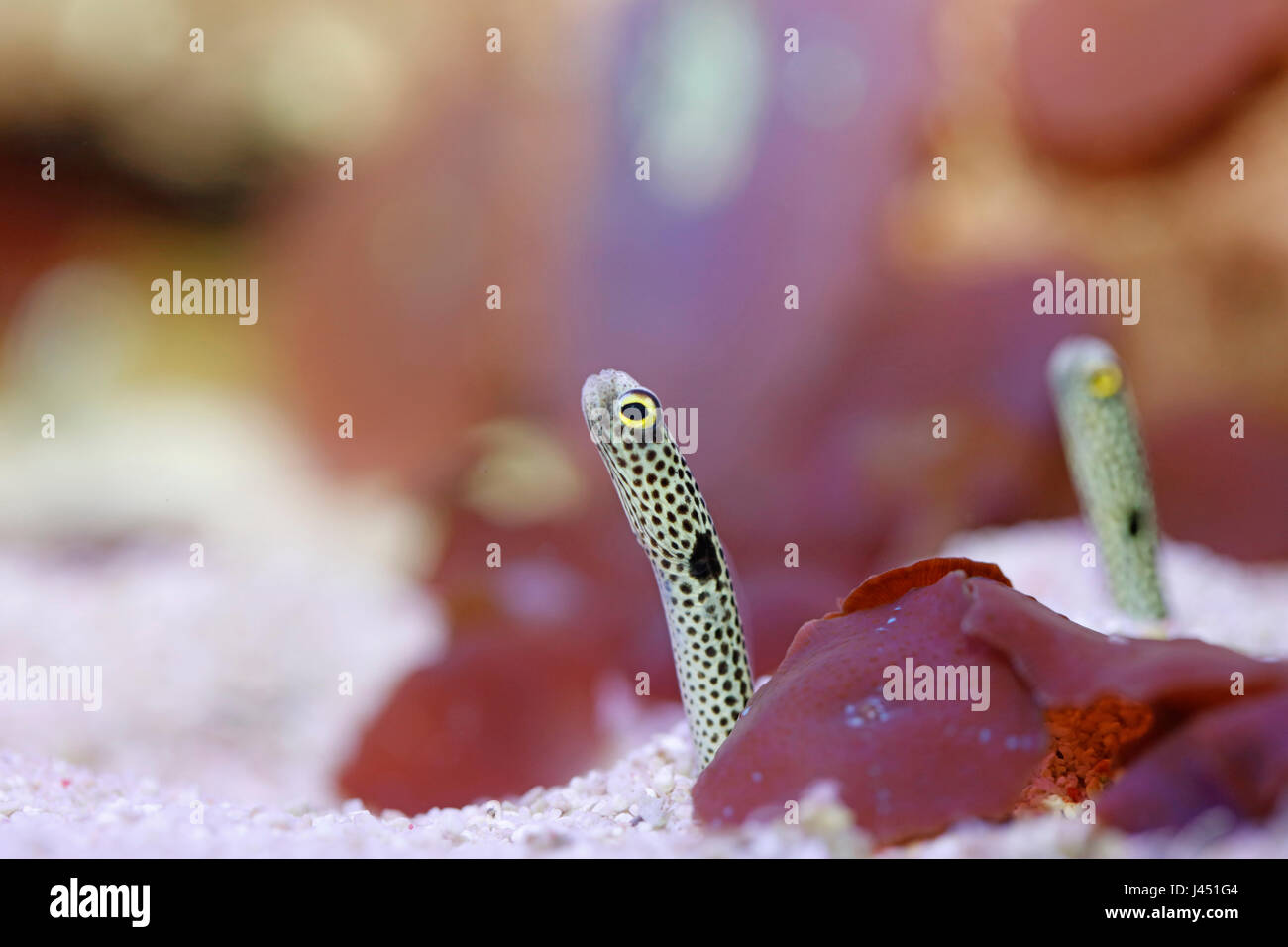 Spotted garden eel portrait Stock Photo