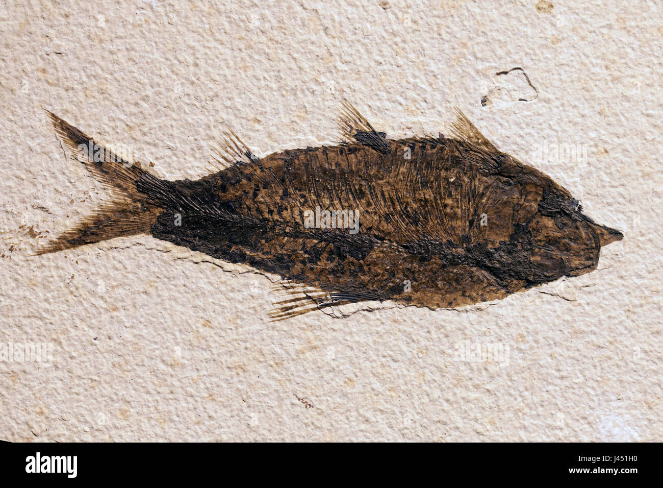 fossil of a fish Stock Photo