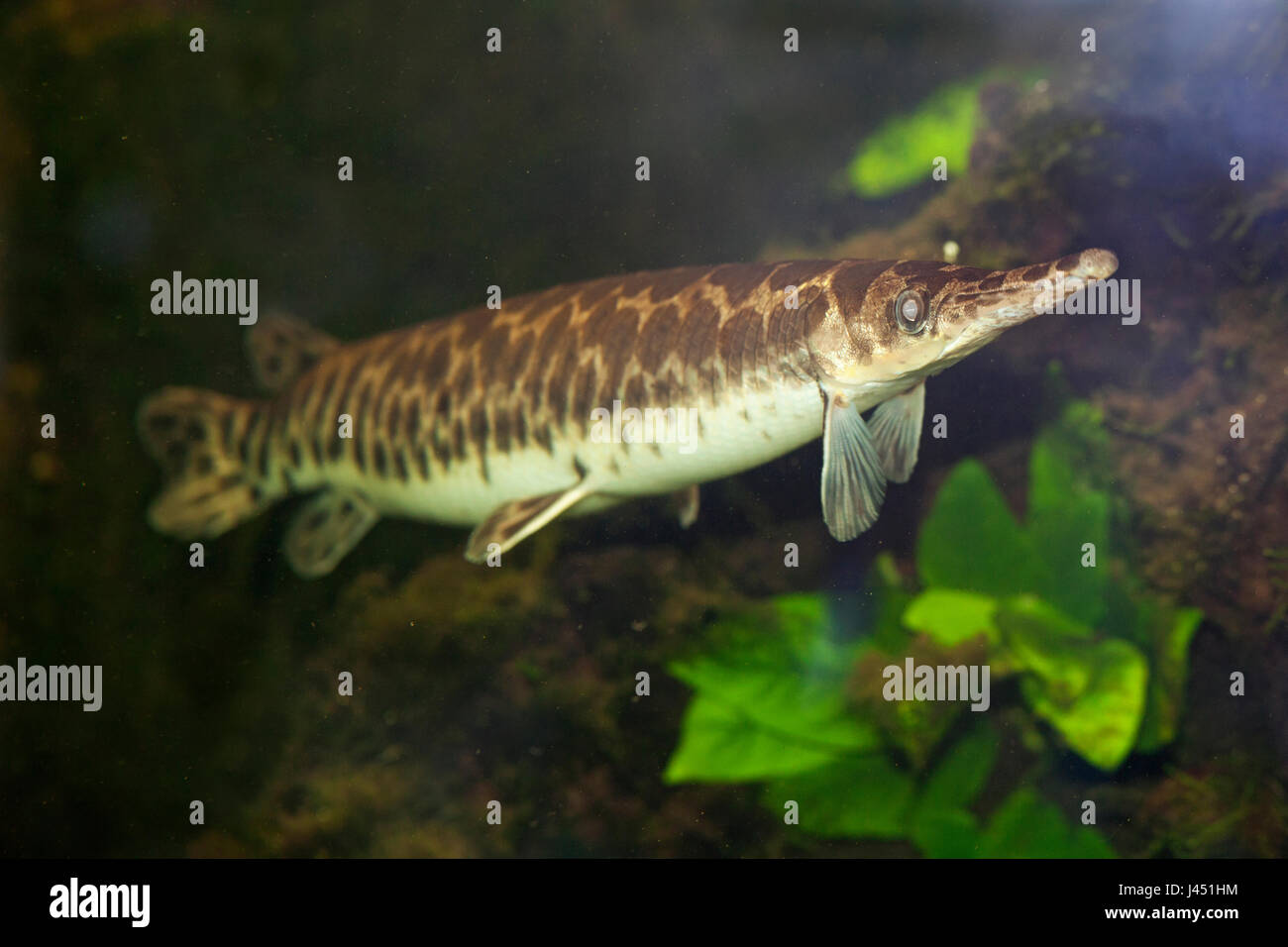 Spotted Gar under water Stock Photo