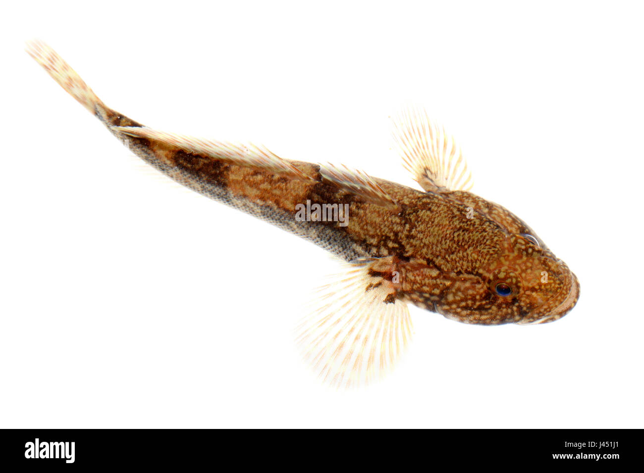 bighead goby isolated on a white background Stock Photo