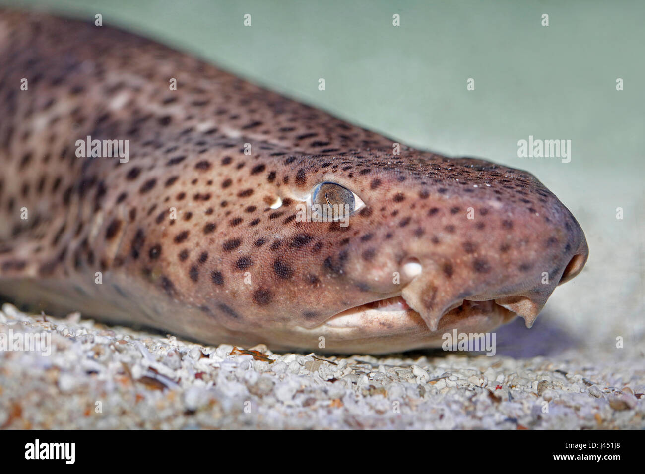 portrait of a nursehound Stock Photo