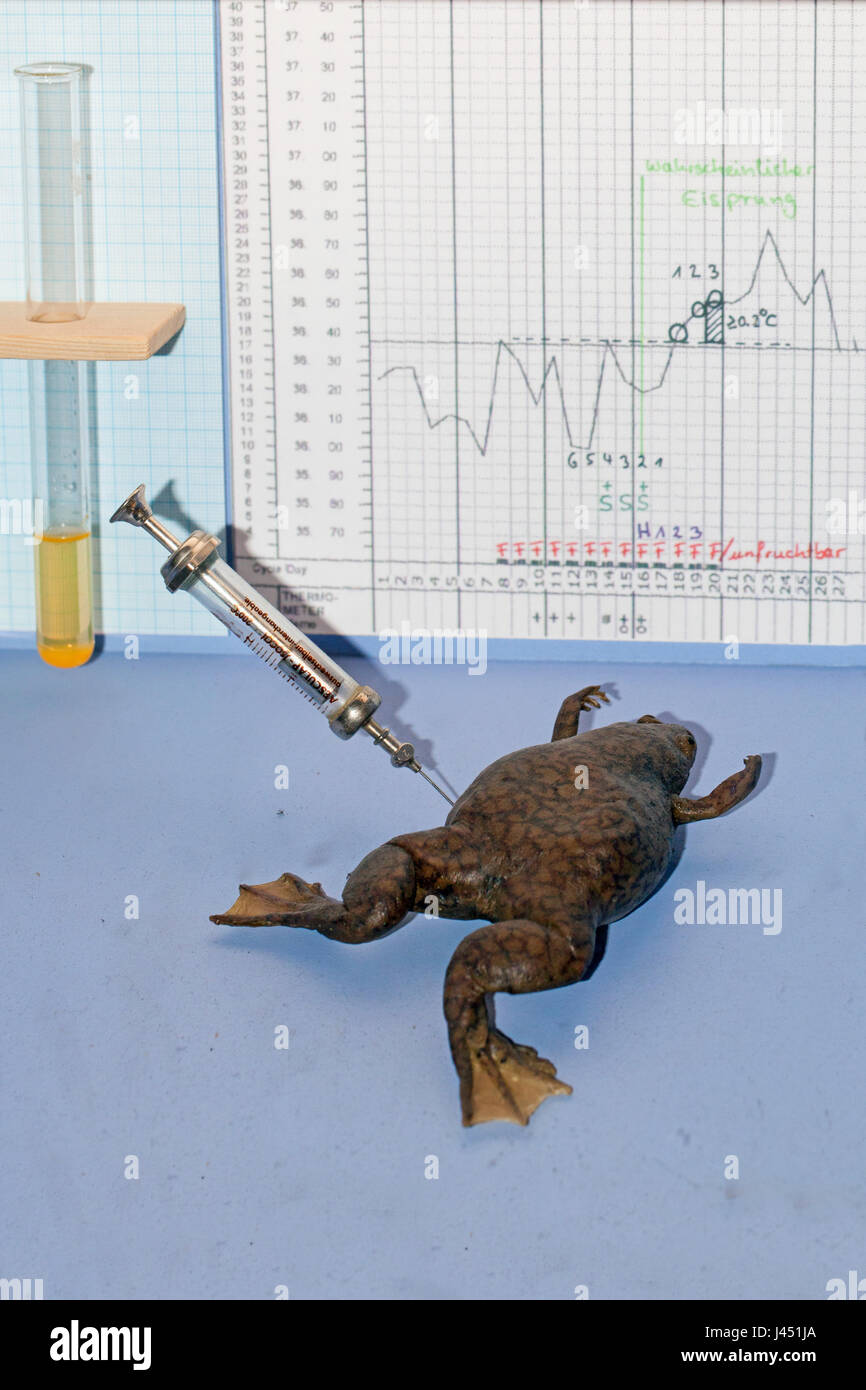 Model of common platanna used in a pregnacy test, this species is hold responsible for the spread of the amphibian disease chytrid Stock Photo