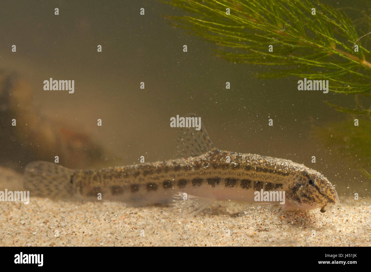 spined loach on sand bottom Stock Photo