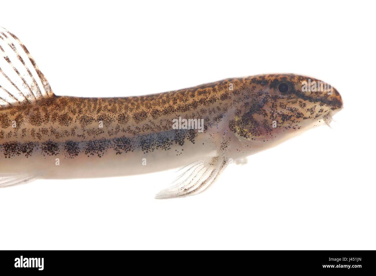 Male spined loach isolated against a white background Stock Photo