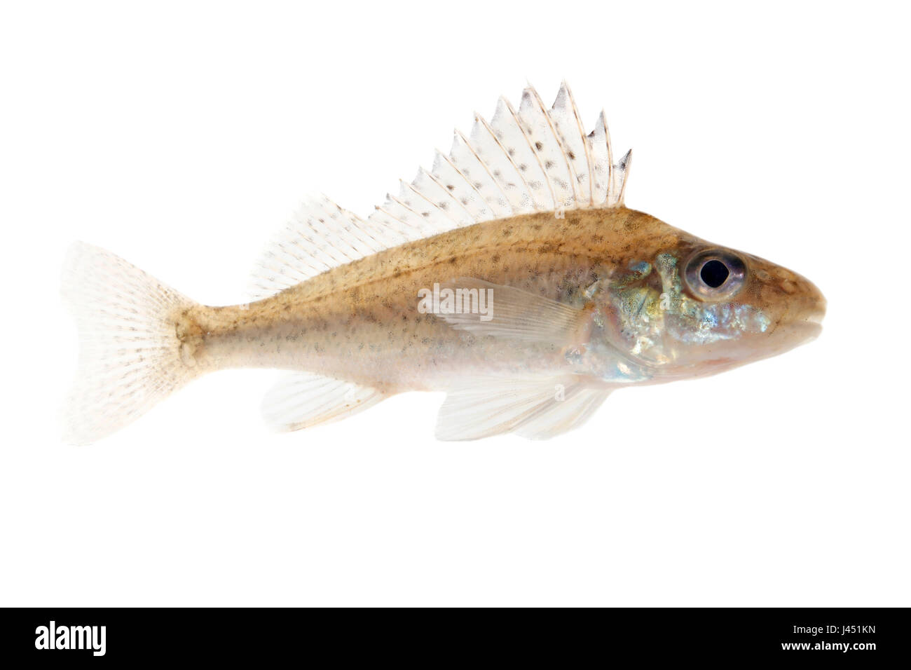 Ruffe isolated on a white background Stock Photo