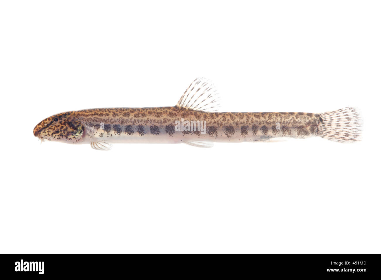 Female spined loach isolated against a white background Stock Photo