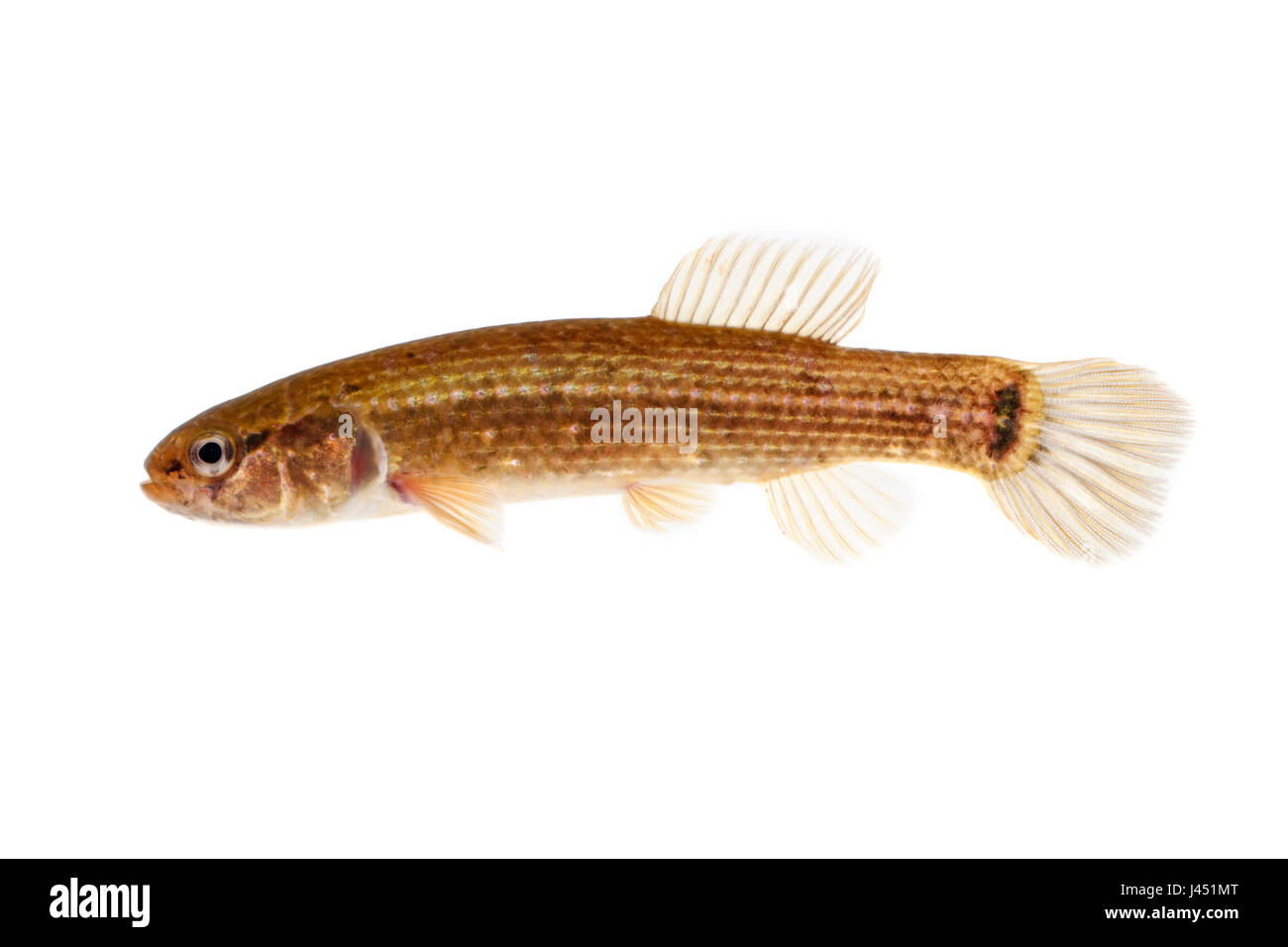 Eastern mudminnow isolated on a white background Stock Photo