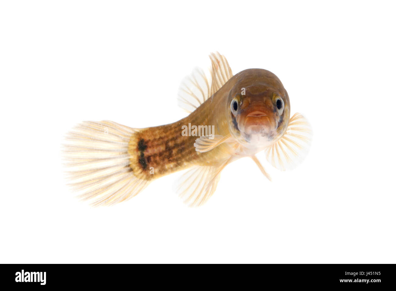 Eastern mudminnow isolated on a white background Stock Photo