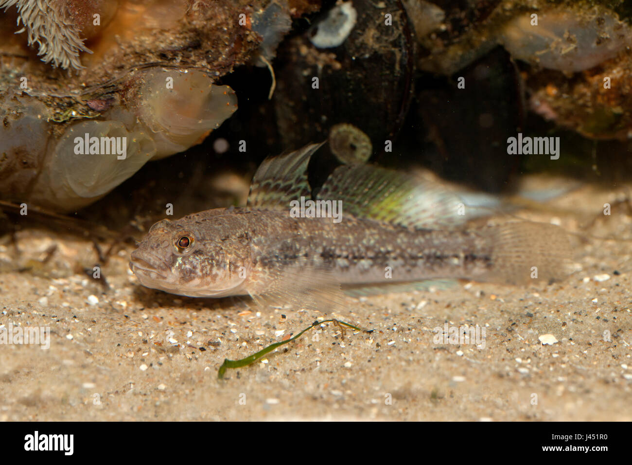 Black goby on sand Stock Photo