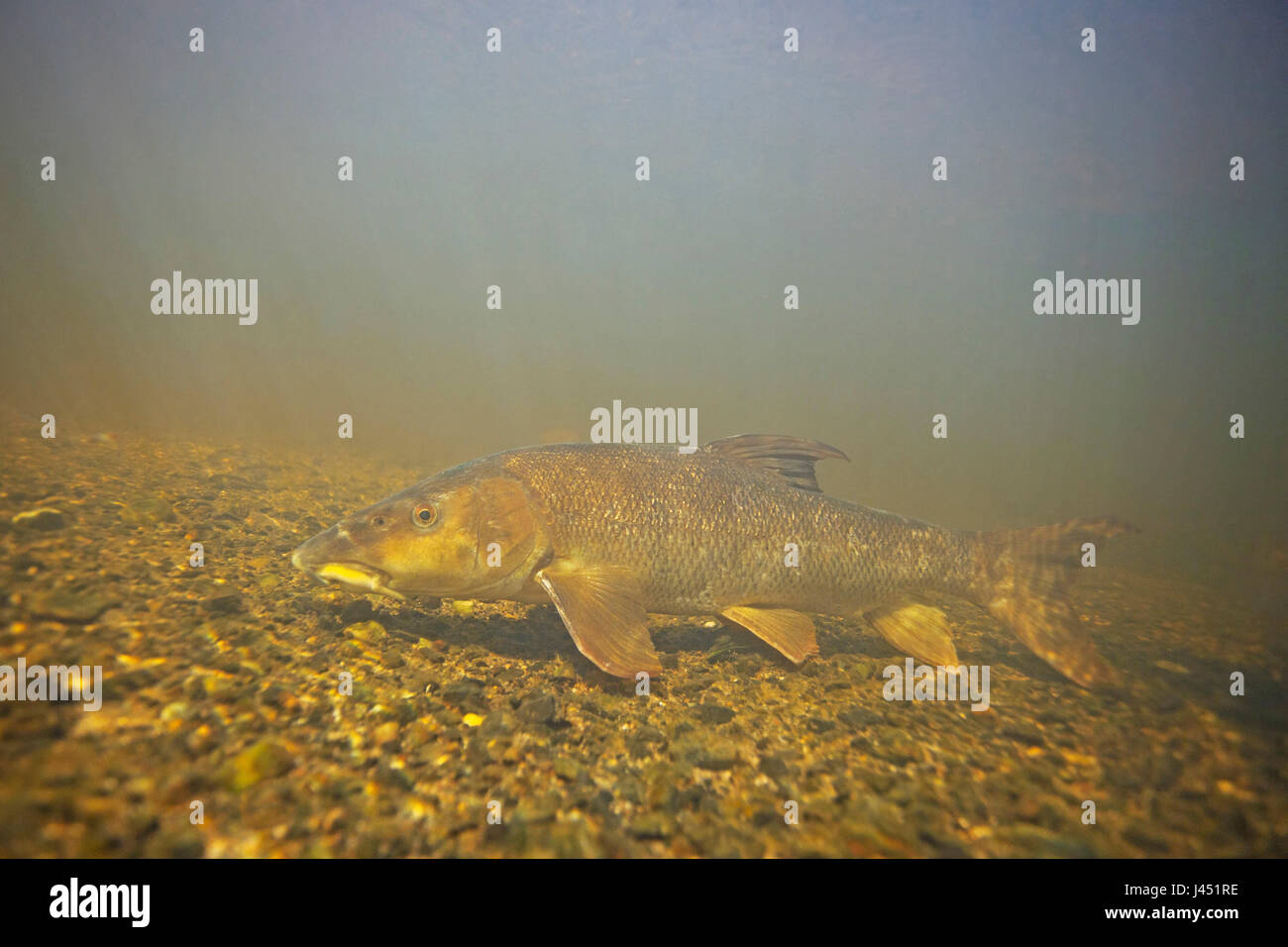 Common barbel under water in clear river Stock Photo