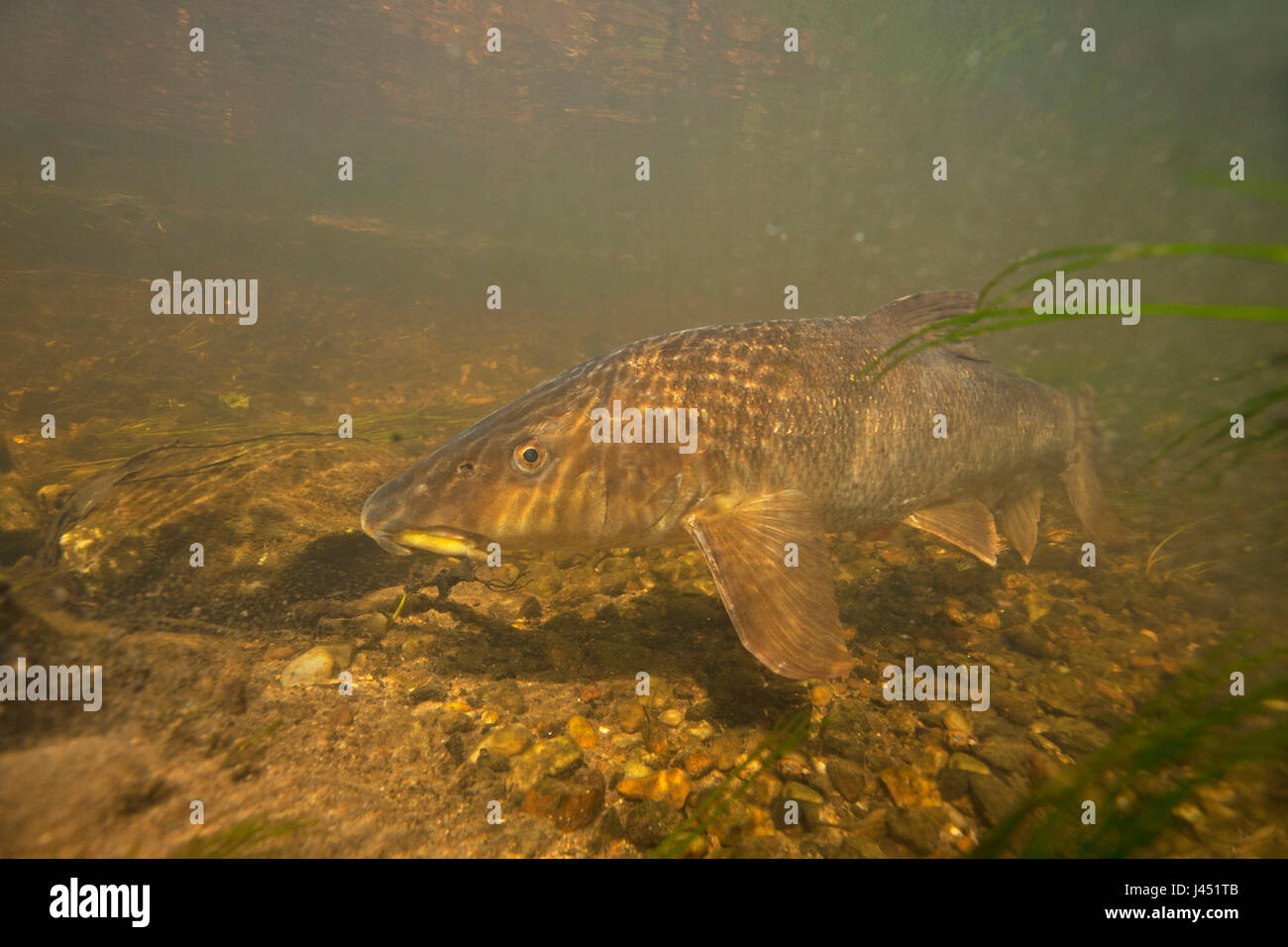 Common barbel underwater in clear river Stock Photo
