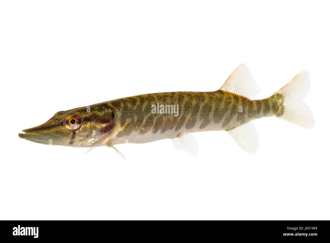 Baby pike of 10 cm isolated on white Stock Photo