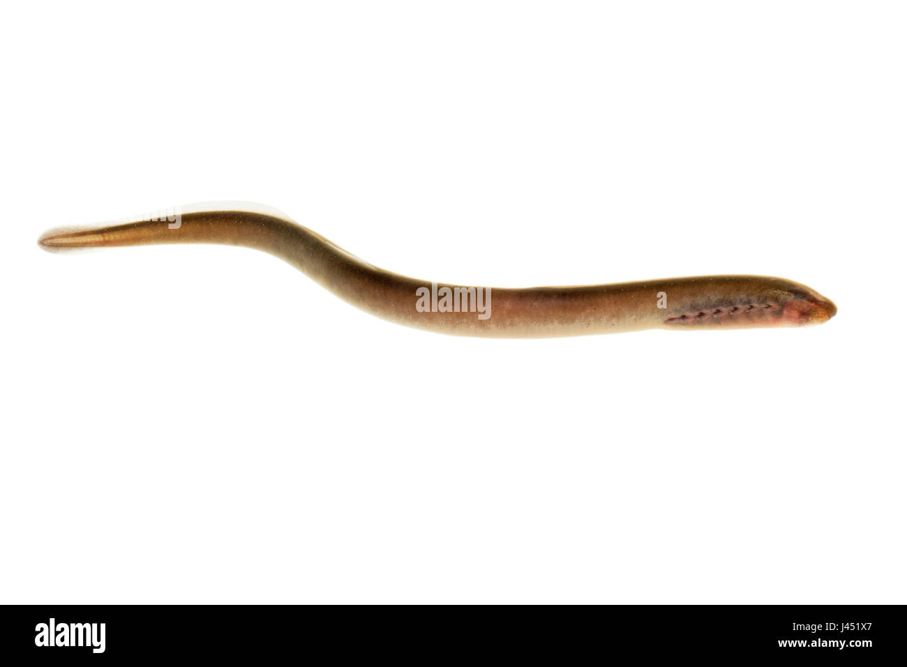 Larvae of a sea lamprey isolated on white Stock Photo