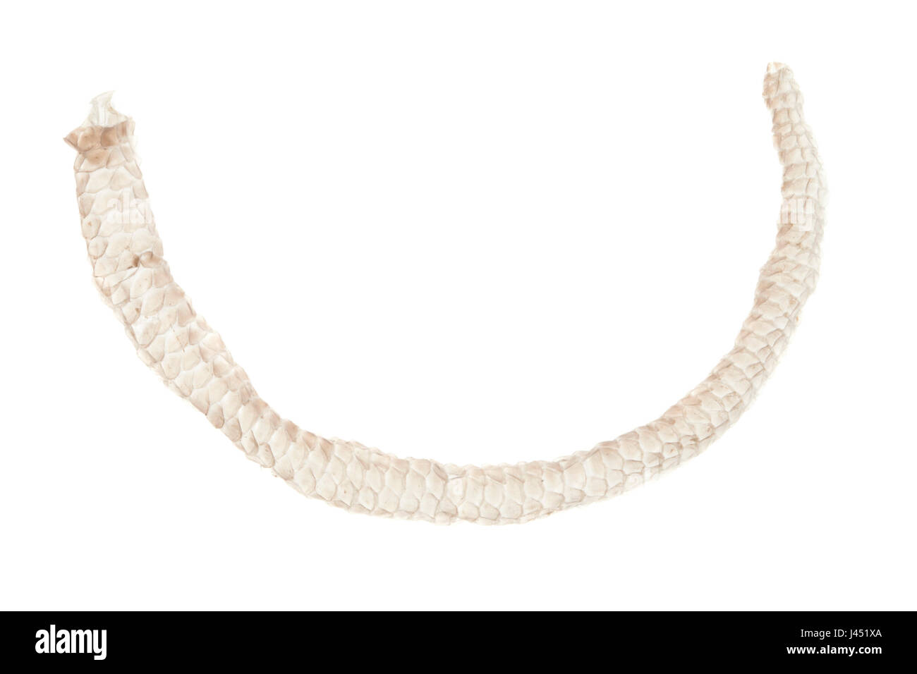 Anguis fragilis; Slough of slow worm Stock Photo