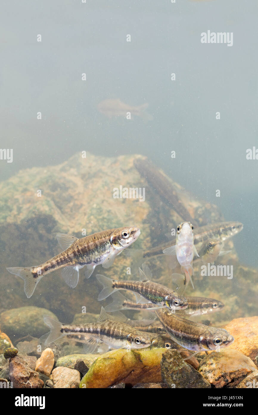 School of minnows swimming above a rocky bottom Stock Photo