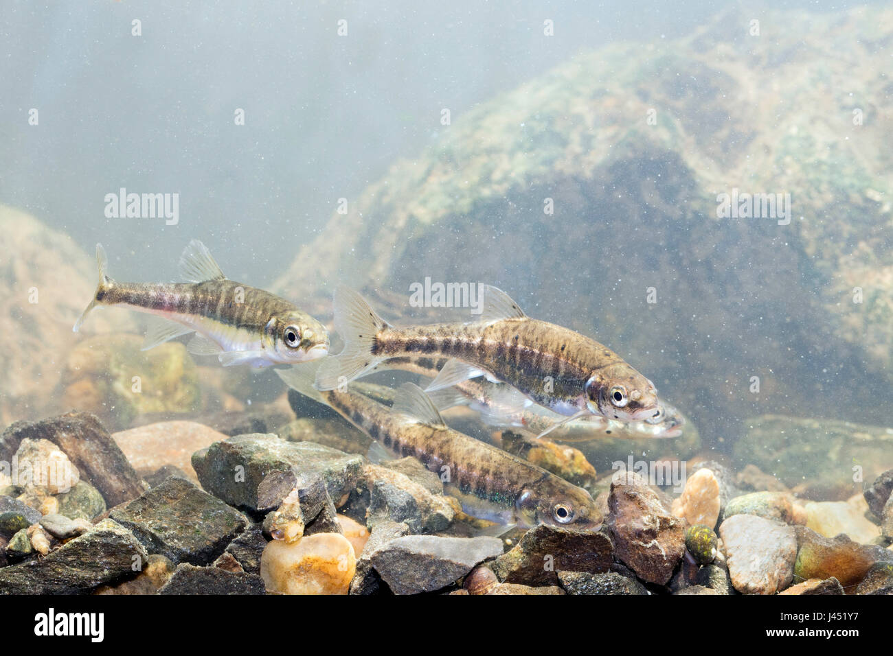 Minnows hi-res stock photography and images - Alamy