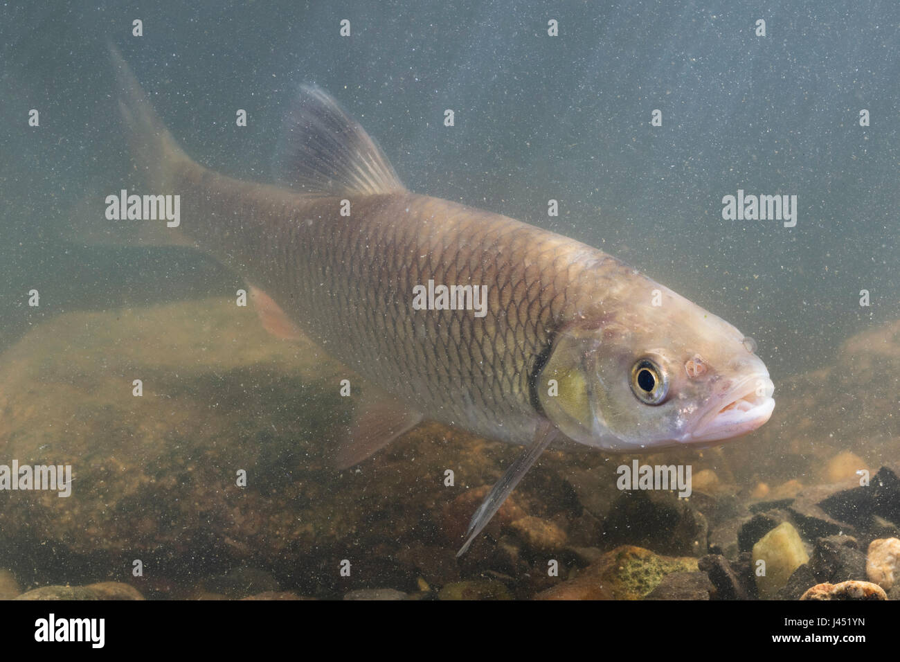 European chub swimming above rocky bottom in river Stock Photo