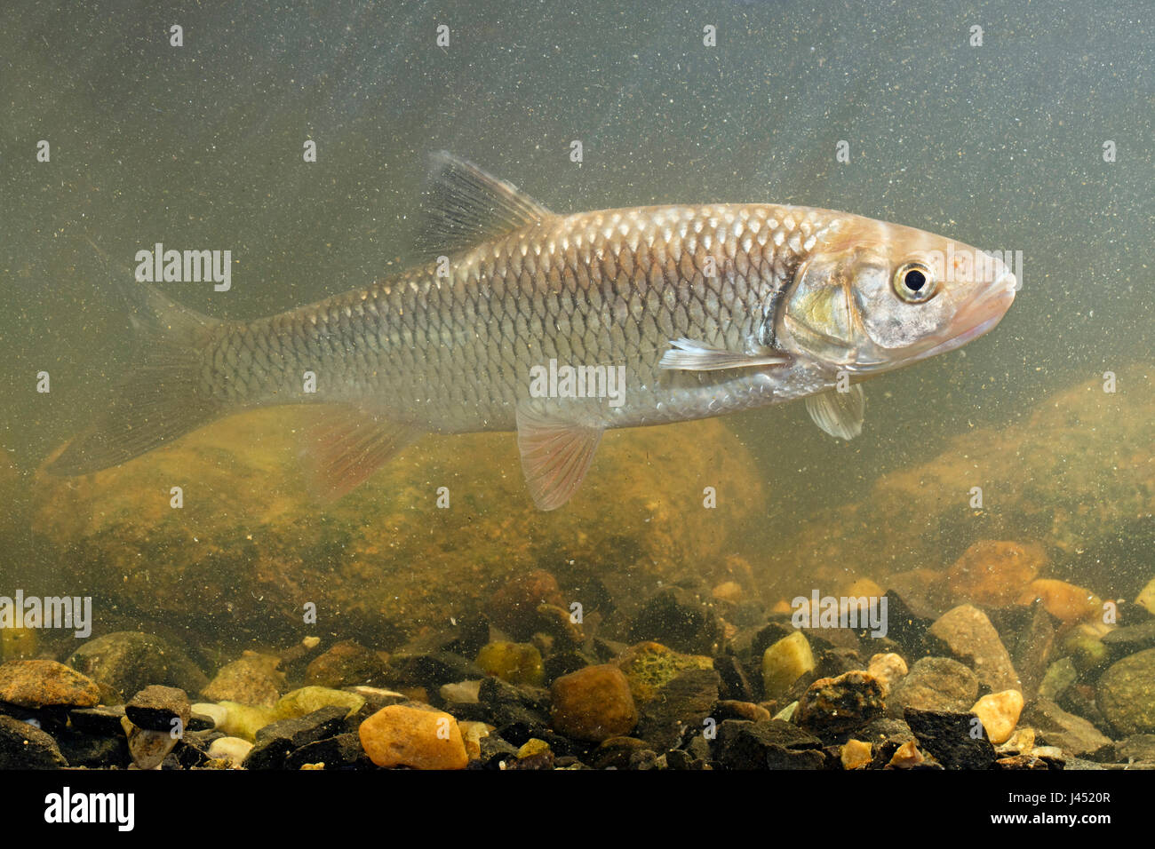 European chub swimming above rocky bottom in river Stock Photo