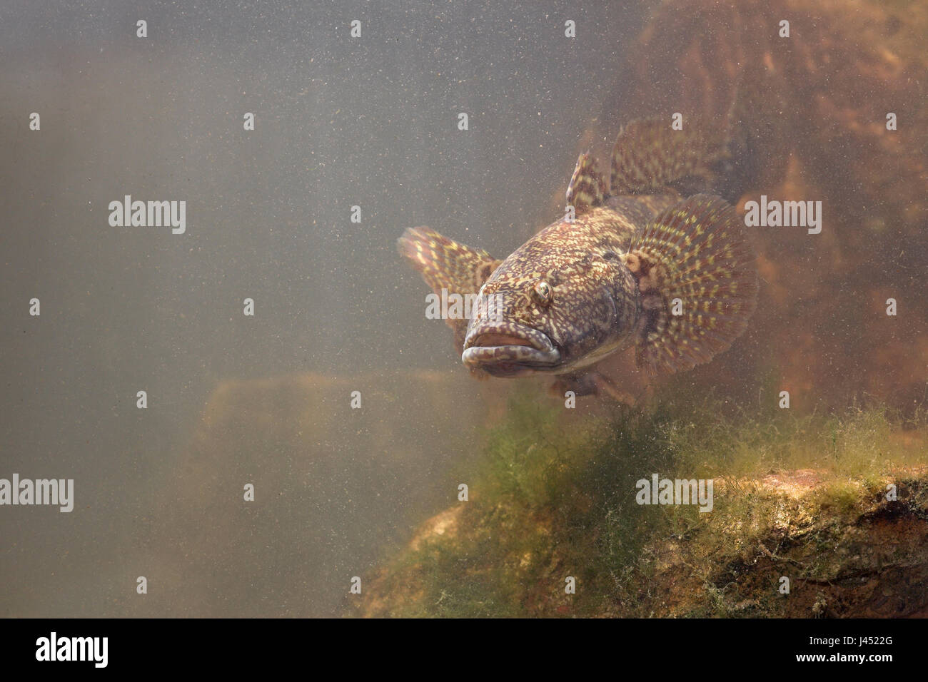 photo of a swimming bighead goby above the rocks on the river bottom Stock Photo
