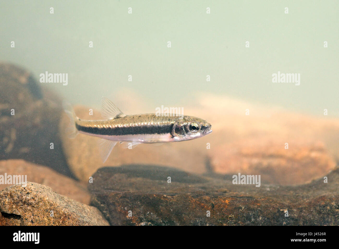 photo of a young minnow swimming above the bottom Stock Photo