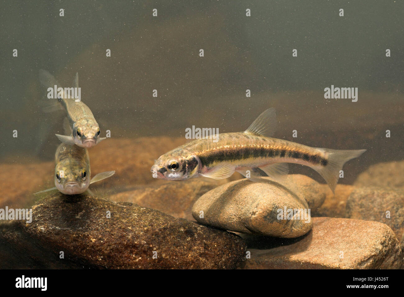 photo of a group of minnows swimming above the bottom Stock Photo - Alamy