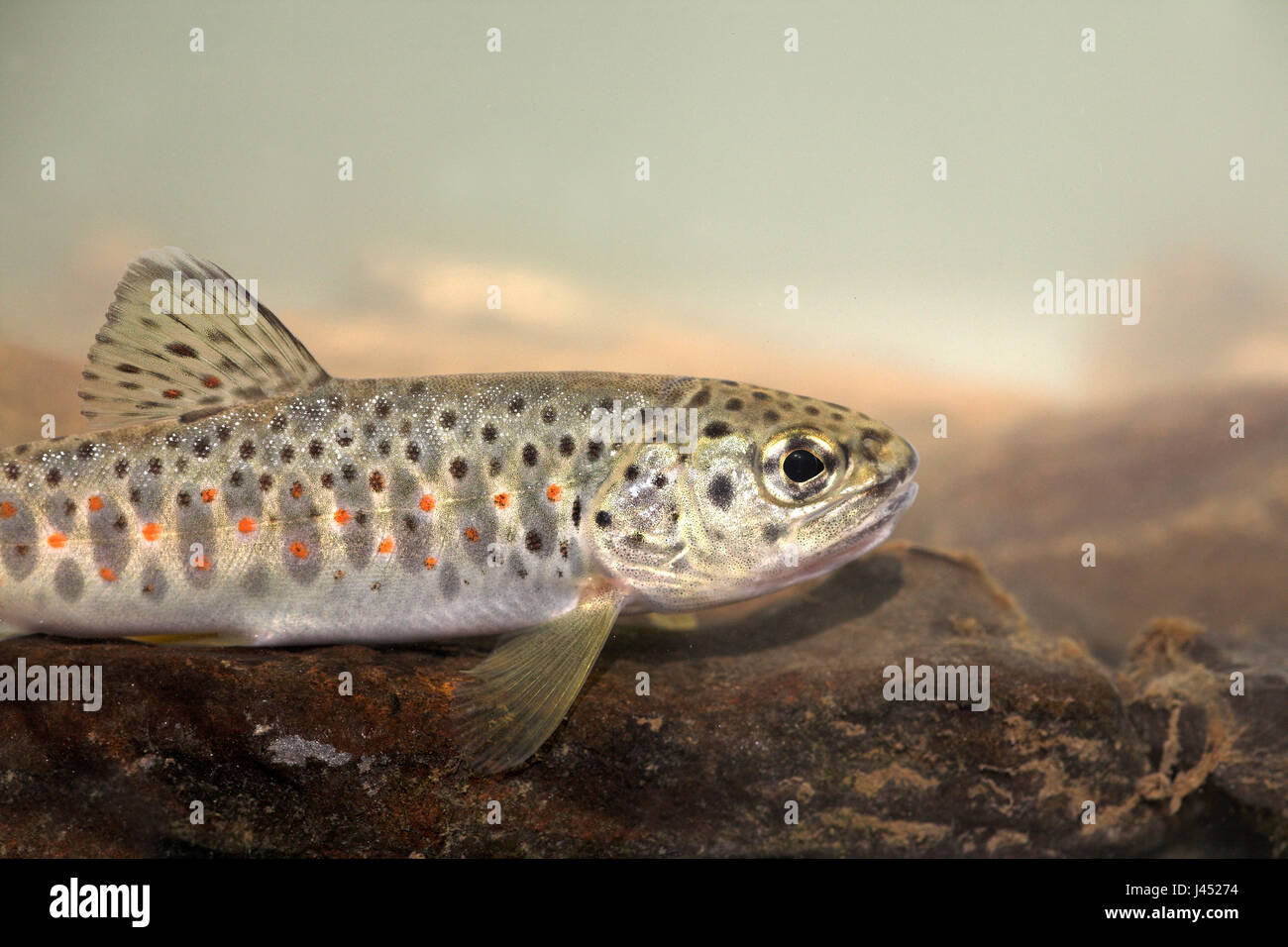 portrait of a brown trout Stock Photo