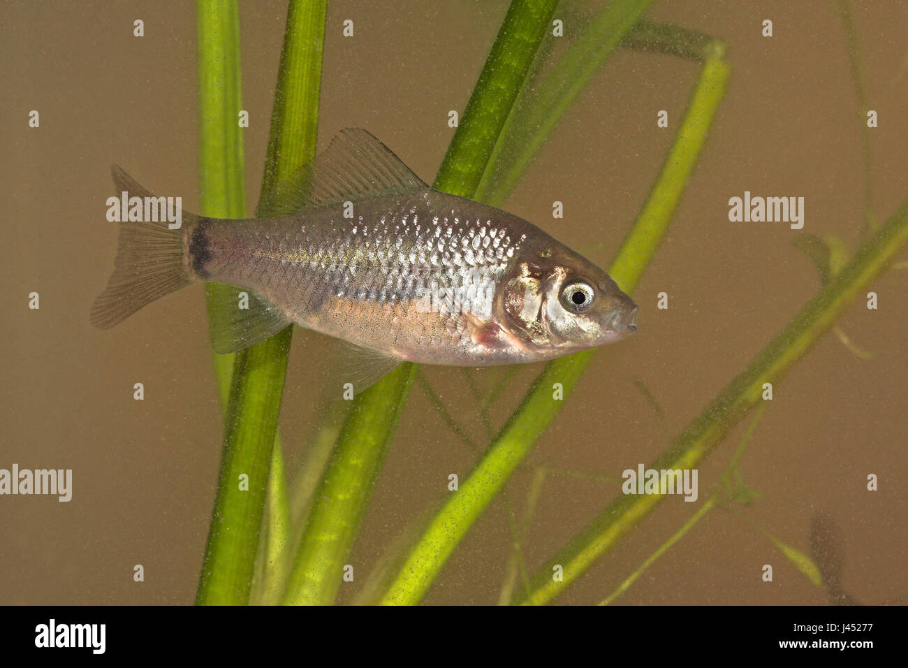 photo of a juvenile Crucian carp with the characteristic black spot on the tail well visible. Stock Photo