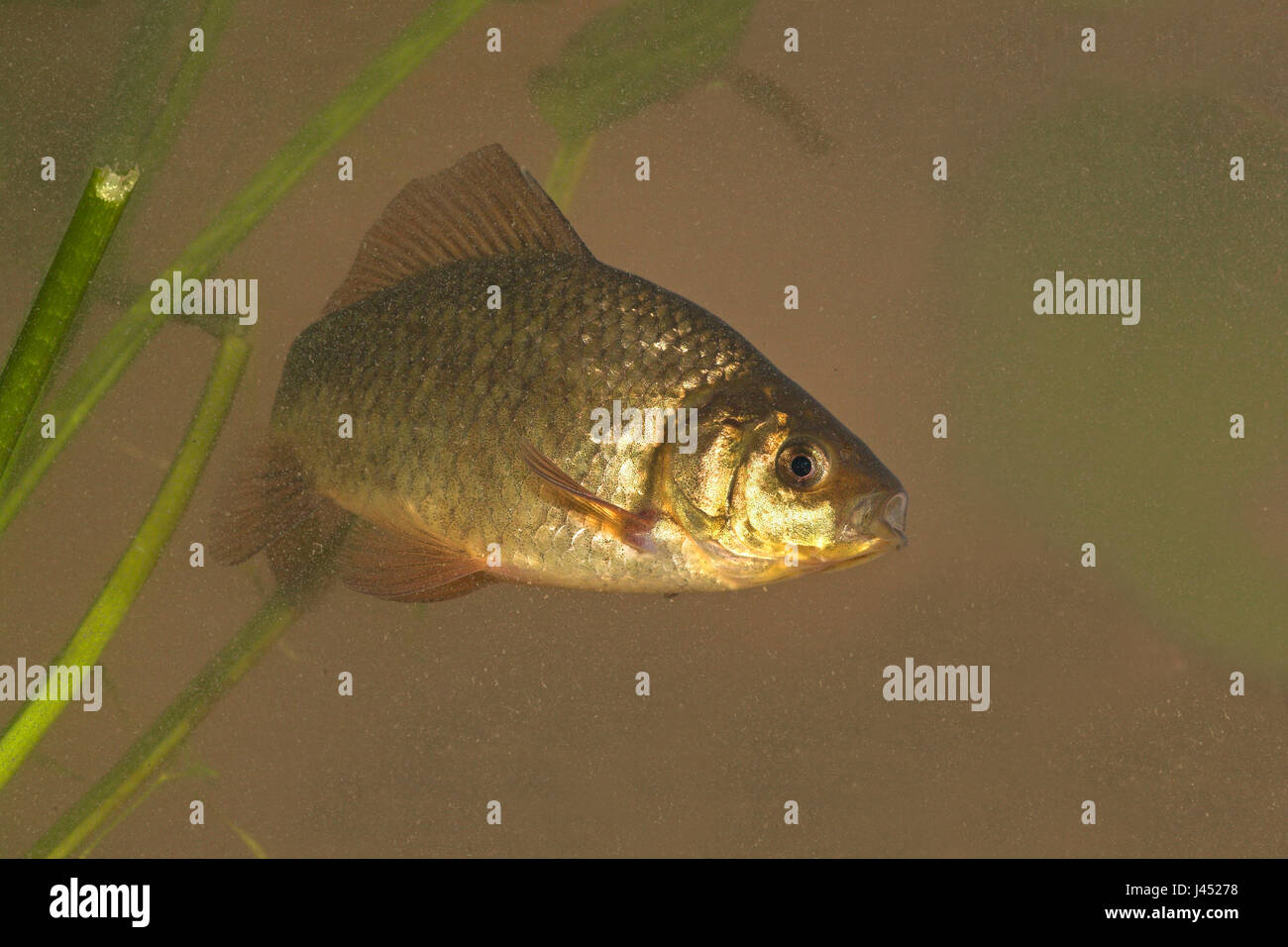 photo of a Crucian carp swimming between the vegetation against a brown background Stock Photo