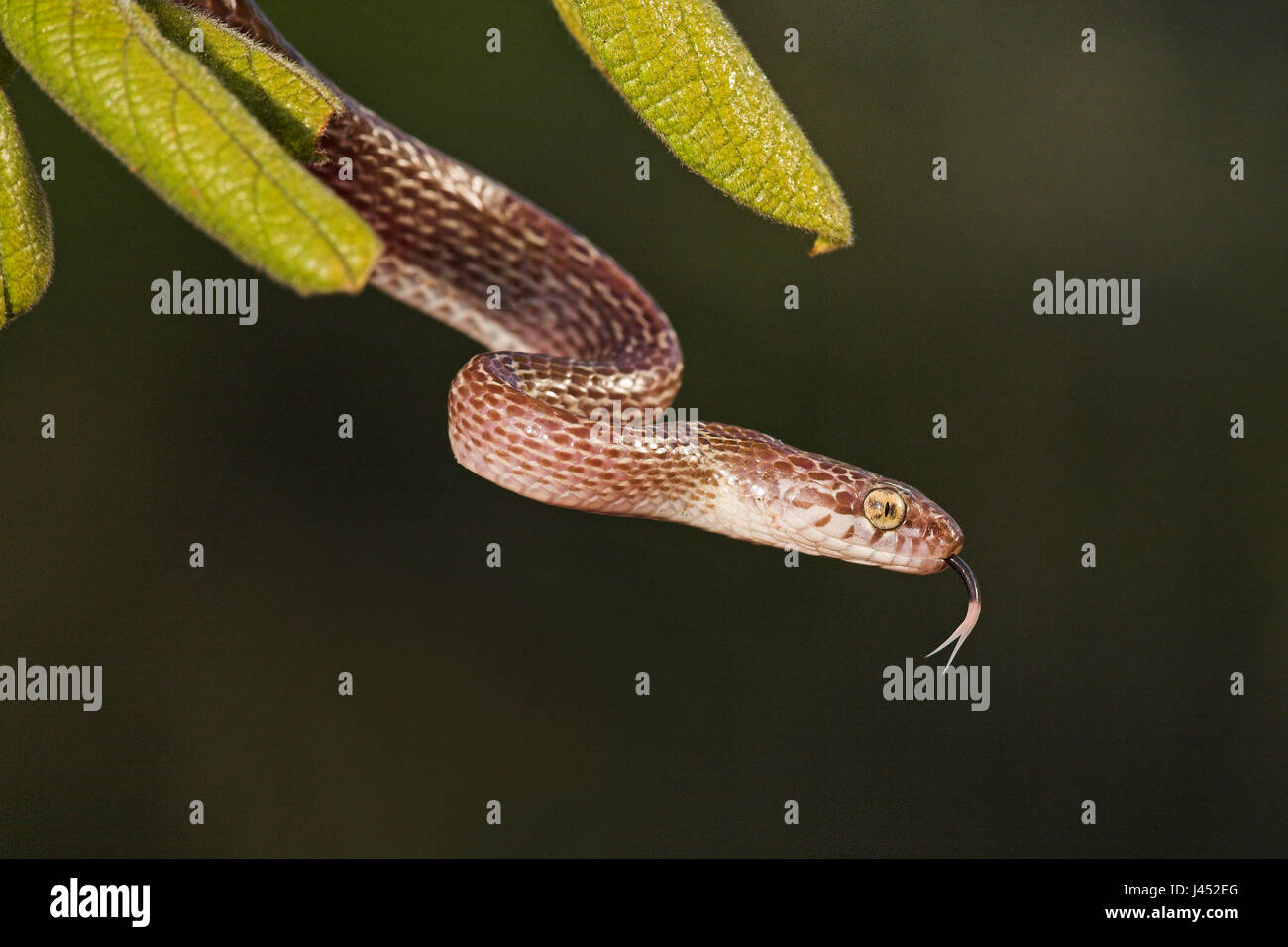 photo of a marbled tree snake in a tree with green leafs Stock Photo