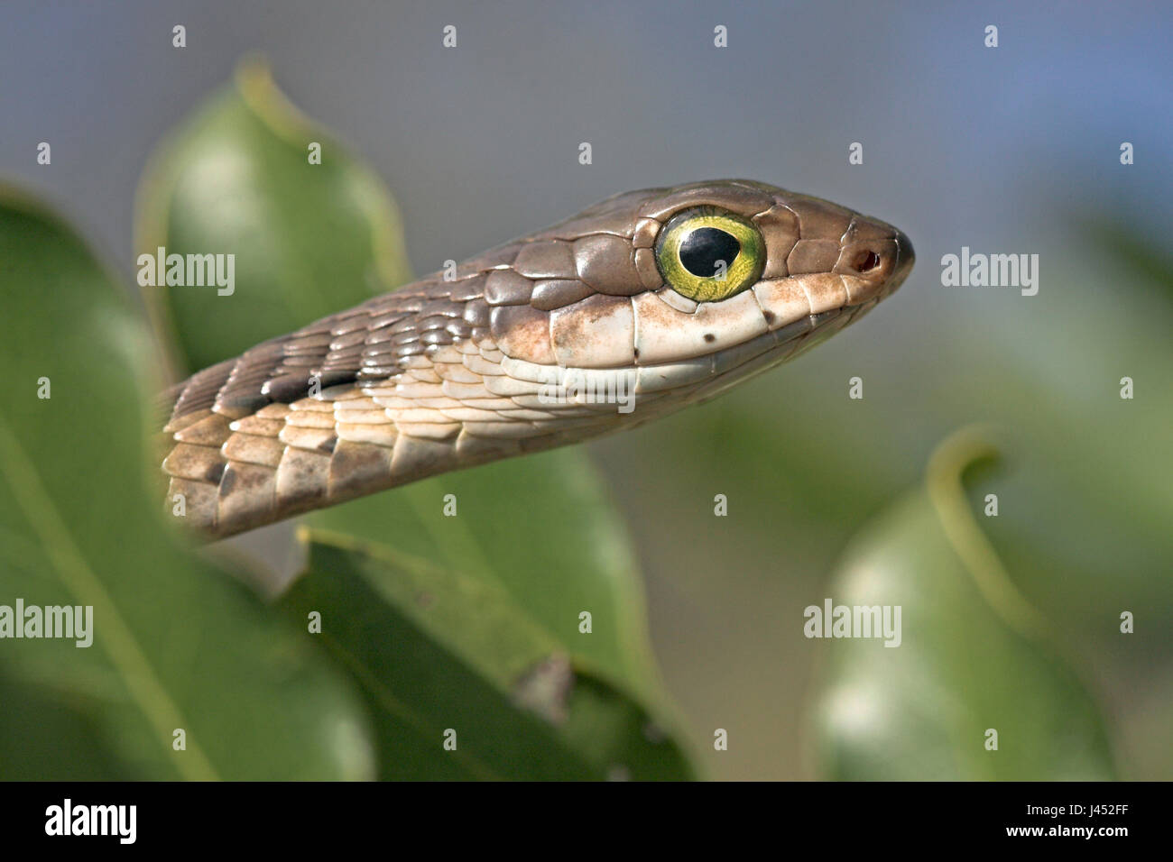 portrait of a female boomslang between green leaves with a little bit of blue sky in the background Stock Photo