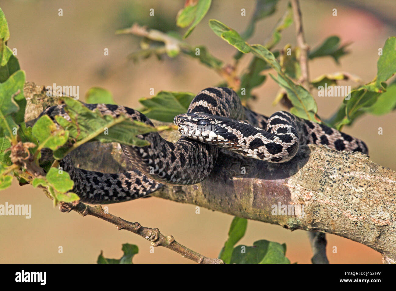 photo of a juvenile fourlined snake in an oak tree Stock Photo