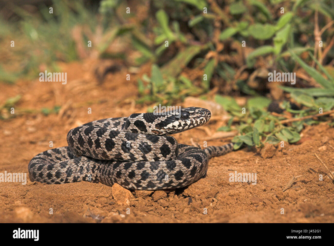 photo of a juvenile fourllined snake on the ground Stock Photo
